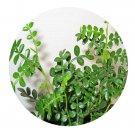DwarfGiantFarm 100Pcs A Set Pistacia weinmannifolia Seed  Prodgf