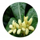 DwarfGiantFarm 100Pcs A Set Pittosporum tobira Seed  Prodgf