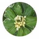 DwarfGiantFarm 100Pcs A Set pittosporum tobira variegatum Seed Prodgf