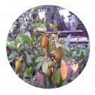 DwarfGiantFarm 100Pcs A Set Diospyros cathayensis Steward Seed  Prodgf