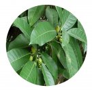 DwarfGiantFarm 100Pcs A Set Ficus annulata Bl Seed   Prodgf