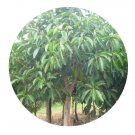 DwarfGiantFarm 100Pcs A Set Ficus altissima Bl Seed   Prodgf