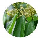 DwarfGiantFarm 100Pcs A Set Microcos paniculata Linn Seed  Prodgf