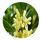 DwarfGiantFarm 100Pcs A Set Murraya exotica L Seed  Prodgf