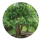 DwarfGiantFarm 100Pcs A Set Murraya exotica L. Seed   Prodgf