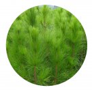 DwarfGiantFarm 100Pcs A Set Pinus massoniana Lamb Seed  Prodgf