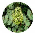 DwarfGiantFarm 100Pcs A Set Mahonia fortunei Seed  Prodgf