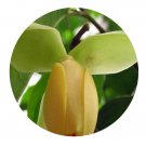 DwarfGiantFarm 100Pcs A Set Magnolia coco DC Seed   Prodgf