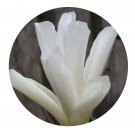 DwarfGiantFarm 100Pcs A Set Magnolia delavayi Seed   Prodgf