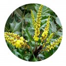 DwarfGiantFarm 100Pcs A Set Mahonia fortunei Fedde Seed    Prodgf