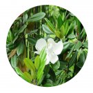 DwarfGiantFarm 100Pcs A Set magnolia grandiflora linn Seed   Prodgf