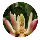 DwarfGiantFarm 100Pcs A Set Manglietia maguanica Chang Seed   Prodgf