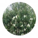 DwarfGiantFarm 100Pcs A Set Michelia foveolata Merr.ex Dandy Seed   Prodgf