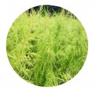 DwarfGiantFarm 100Pcs A Set Melaleuca bracteata cv Seed.   Prodgf