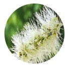 DwarfGiantFarm 100Pcs A Set Melaleuca leucadendra Linn Seed Prodgf