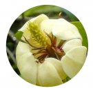 DwarfGiantFarm 100Pcs A Set Michelia shiluensis Chun et Y.F.Wu Seed Prodgf