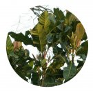 DwarfGiantFarm 100Pcs A Set Magnolia henryi Dunn Seed  Prodgf
