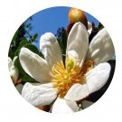 DwarfGiantFarm 100Pcs A Set Michelia yunnanensis Franch Seed  Prodgf