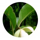 DwarfGiantFarm 100Pcs A Set Magnolia paenetalauma Seed  Prodgf