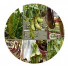 DwarfGiantFarm 100Pcs A Set Nepenthes sp Seed    Prodgf