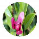 DwarfGiantFarm 100Pcs A Set Michelia crassipes Seed   Prodgf