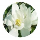 DwarfGiantFarm 100Pcs A Set Michelia maudiae Dunn Seed  Prodgf