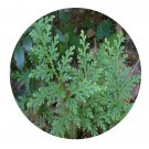 DwarfGiantFarm 100Pcs A Set Moellendorf s Spikemoss Herb Seed   Prodgf