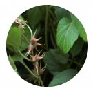 DwarfGiantFarm 100Pcs A Set Pachysandra axillaris Seed  Prodgf