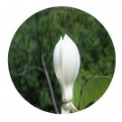 DwarfGiantFarm 100Pcs A Set Magnoliaceae glanca Blume Seed   Prodgf
