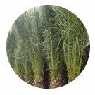 DwarfGiantFarm 100Pcs A Set Phoenix canariensis Seed   Prodgf