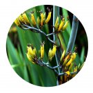 DwarfGiantFarm 100Pcs A Set phormium cookianum Seed   Prodgf