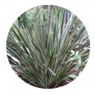 DwarfGiantFarm 100Pcs A Set Phormium tenax Seed   Prodgf