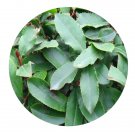 DwarfGiantFarm 100Pcs A Set Photinia davidsoniae Seed   Prodgf