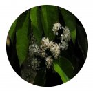 DwarfGiantFarm 100Pcs A Set Photinia prunifolia Seed  Prodgf