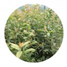 DwarfGiantFarm 100Pcs A Set Photinia glomerata Rehd Wils Seed   Prodgf