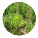 DwarfGiantFarm 100Pcs A Set Pinus tabuliformis Seed Prodgf