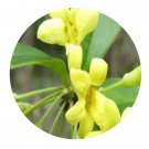 DwarfGiantFarm 100Pcs A Set Pittosporum Seed Prodgf