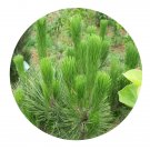 DwarfGiantFarm 100Pcs A Set pinus elliottii Seed Prodgf