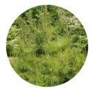 DwarfGiantFarm 100Pcs A Set Pinus henryi Seed Prodgf
