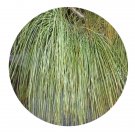 DwarfGiantFarm 100Pcs A Set Pinus griffithii Seed Prodgf