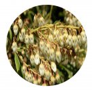 DwarfGiantFarm 100Pcs A Set Pieris formosa Seed Prodgf