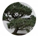 DwarfGiantFarm 100Pcs A Set Pinus parviflora Seed Prodgf