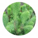 DwarfGiantFarm 100Pcs A Set Picea crassifolia Seed Prodgf