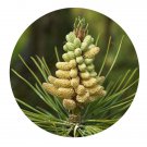 DwarfGiantFarm 100Pcs A Set Pinus nigra Arn Seed Prodgf