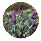 DwarfGiantFarm 100Pcs A Set Picea likiangensis Seed Prodgf