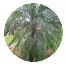 DwarfGiantFarm 100Pcs A Set Phoenix roebelenii Seed  Prodgf