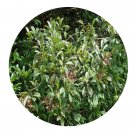 DwarfGiantFarm 100Pcs A Set Photinia serrulata Lindl Seed  Prodgf