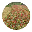 DwarfGiantFarm 100Pcs A Set Photinia serrulata Seed  Prodgf