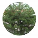 DwarfGiantFarm 100Pcs A Set Picea asperata Seed  Prodgf