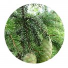 DwarfGiantFarm 100Pcs A Set Picea koraiensis Nakai Seed  Prodgf